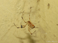 Latrodectus geometricus