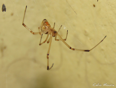 Latrodectus geometricus
