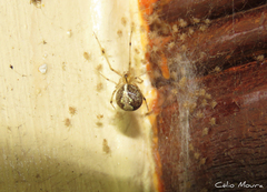 Theridion