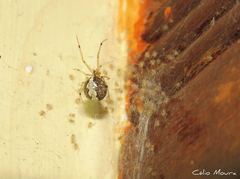 Theridion