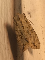 Lithophane disposita