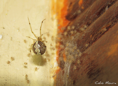 Theridion