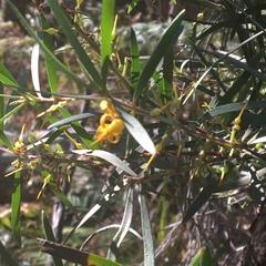 Persoonia linearis