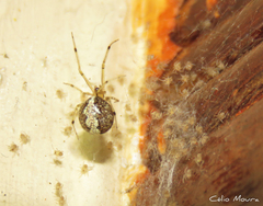 Theridion