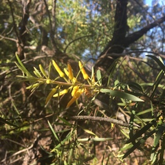 Persoonia linearis