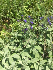 Anchusa officinalis