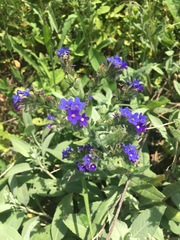 Anchusa officinalis