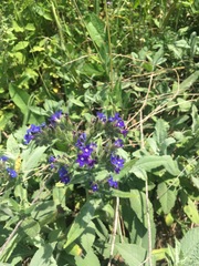 Anchusa officinalis