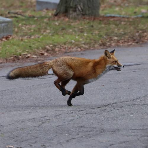 Red Fox photographed in New York