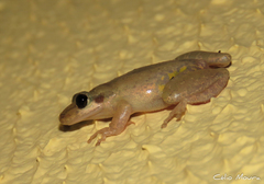 Scinax x-signatus