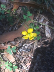 Oxalis radicosa
