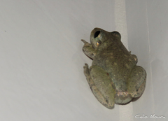 Scinax x-signatus