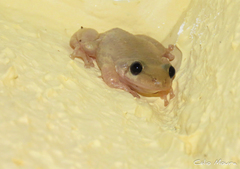 Scinax x-signatus