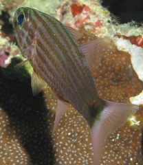 Cheilodipterus artus