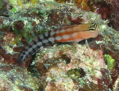 Ecsenius fijiensis