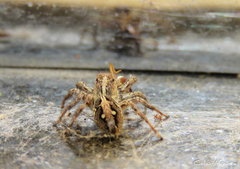 Plexippus paykulli