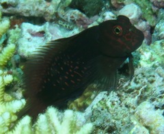 Cirripectes stigmaticus