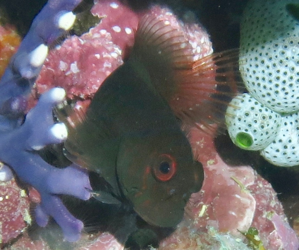 Chestnut blenny