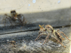 Plexippus paykulli