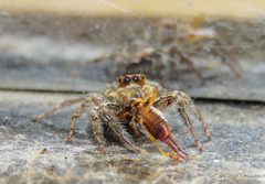 Plexippus paykulli