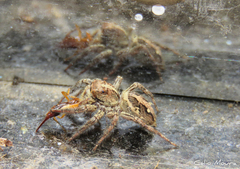 Plexippus paykulli