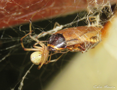 Latrodectus geometricus