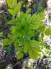 Melioides