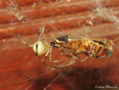 Latrodectus geometricus