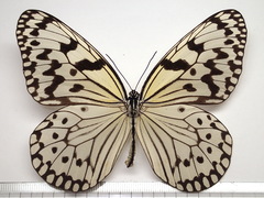 Idea leuconoe riukiuensis