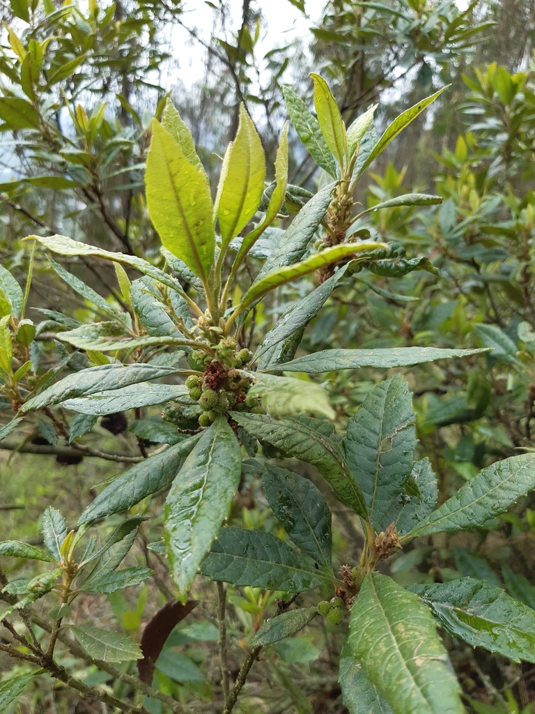 Laurel de Cera (Morella pubescens)