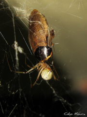 Latrodectus geometricus
