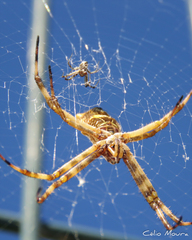 Argiope argentata