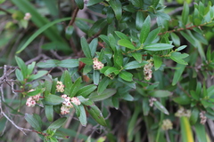 Gaultheria appressa