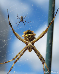 Argiope argentata