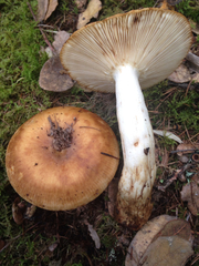 Russula