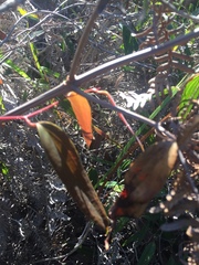 Smilax glyciphylla