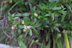 Gaultheria appressa