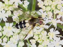 Leucozona laternaria