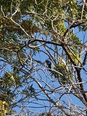 Cyanocorax beecheii
