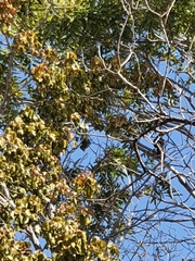 Cyanocorax beecheii
