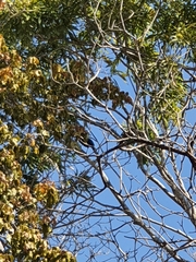 Cyanocorax beecheii