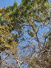 Cyanocorax beecheii