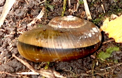 Aperostoma