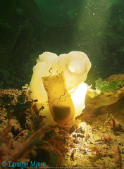 Phallusia mammillata