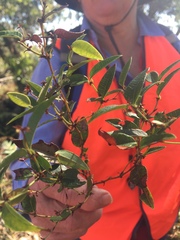 Platylobium obtusangulum