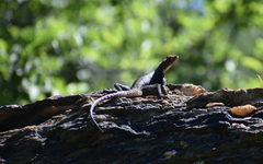Agama planiceps