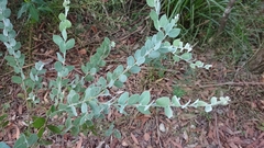 Acacia podalyriifolia