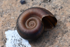 Planorbarius corneus