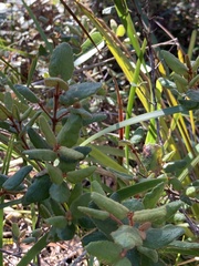 Correa reflexa speciosa
