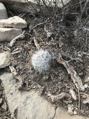 Coyote Split Trail